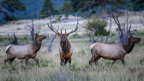 Bull elk durning rut. rocky mountain national park