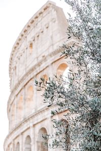 Low angle view of plant against coliseum