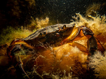 A close-up picture of a crab among seaweed