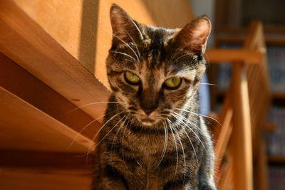 Close-up portrait of a cat