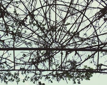 Low angle view of bare tree against sky