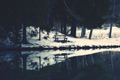 Scenic view of lake in forest