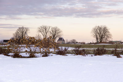 Bare trees on snow covered field against sky