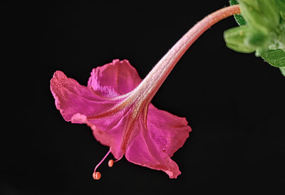 Close-up of pink hibiscus over black background