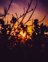 Close-up of silhouette plants against sky during sunset