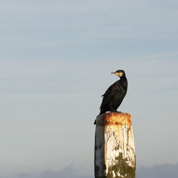 Bird perching on wooden post