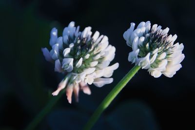 Close-up of white flowering plant