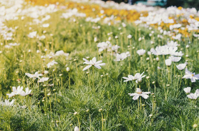 Close-up of white flowering plants on field