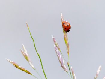 Close-up of ladybug on plant