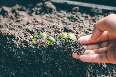 Cropped hand planting in garden