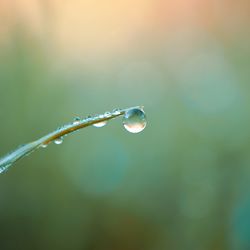 Drop on the green grass leaf in rainy days, green background