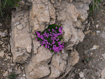 Close-up of purple flowers