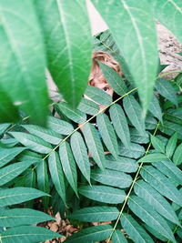 High angle view of insect on leaves