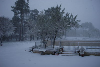 Trees on snow covered field