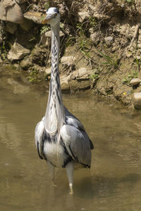 Heron standing on a lake