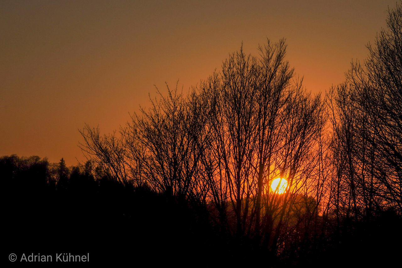 sunset, sky, tree, orange color, silhouette, plant, beauty in nature, nature, tranquil scene, tranquility, no people, sun, scenics - nature, growth, bare tree, clear sky, outdoors, non-urban scene, branch, land