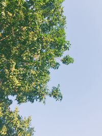 Low angle view of tree against clear sky