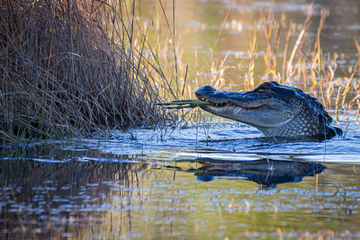 View of turtle swimming in lake