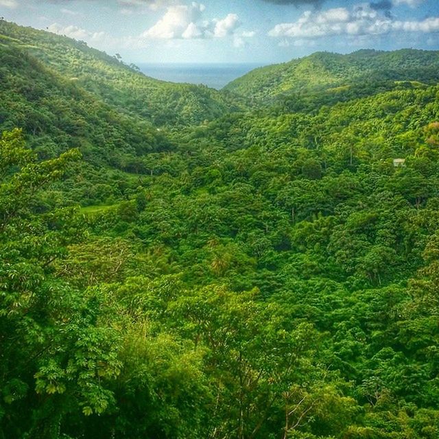 tranquil scene, tranquility, mountain, scenics, beauty in nature, green color, sky, nature, tree, landscape, growth, lush foliage, idyllic, non-urban scene, high angle view, plant, mountain range, cloud - sky, green, day