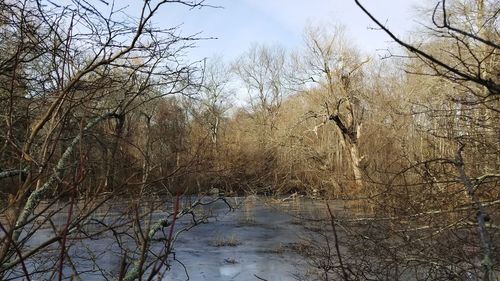 Bare trees in river against sky