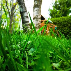 Close-up of grass growing on field