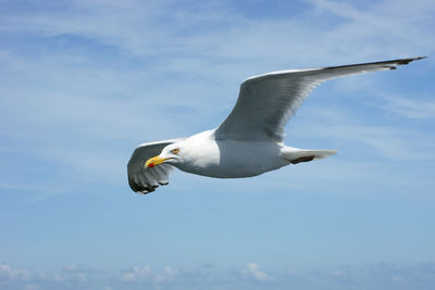 Low angle view of seagull flying