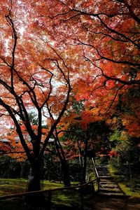 Low angle view of trees against orange sky