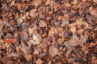 Full frame shot of dry autumn leaves