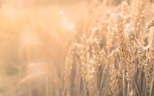 Close-up of wheat field