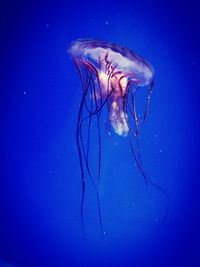 Close-up of jellyfish swimming in water