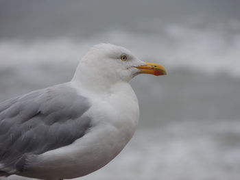 Close-up of seagull