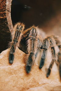 Close-up of spider