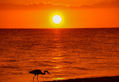 Silhouette bird at beach against orange sky