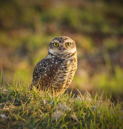 Close-up portrait of owl on field