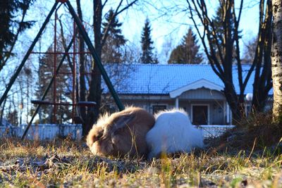 Side view of an animal on grass against bare trees