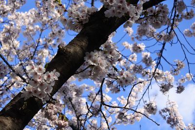 Low angle view of cherry blossoms against sky