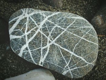 Close-up of plant