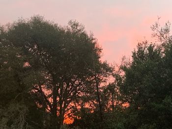 Low angle view of silhouette trees against sky during sunset