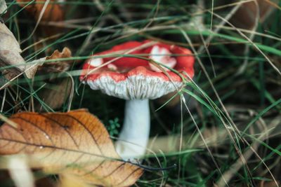 Close-up of mushroom growing on field