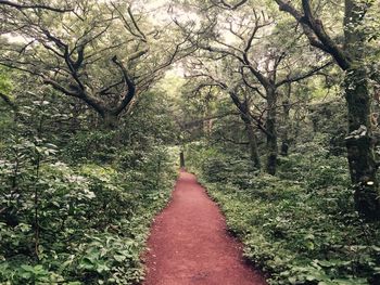 Footpath amidst trees in forest