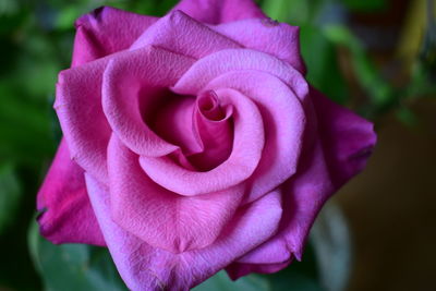 Close-up of pink rose