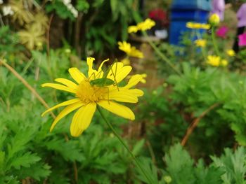 Close-up of yellow flower blooming outdoors