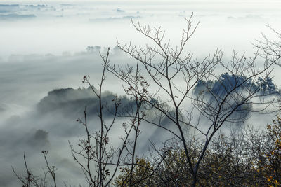 Plants against sky during sunset