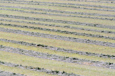 Full frame shot of field