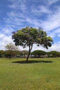 Trees on field against sky