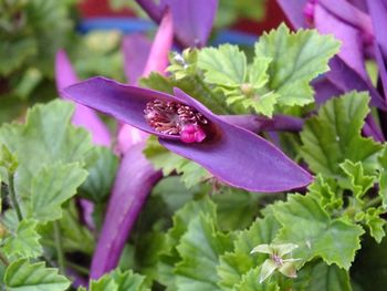 Close-up of insect on flower