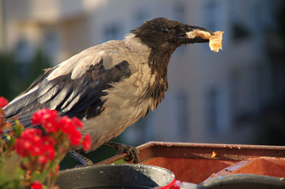 Close-up of bird perching on metal