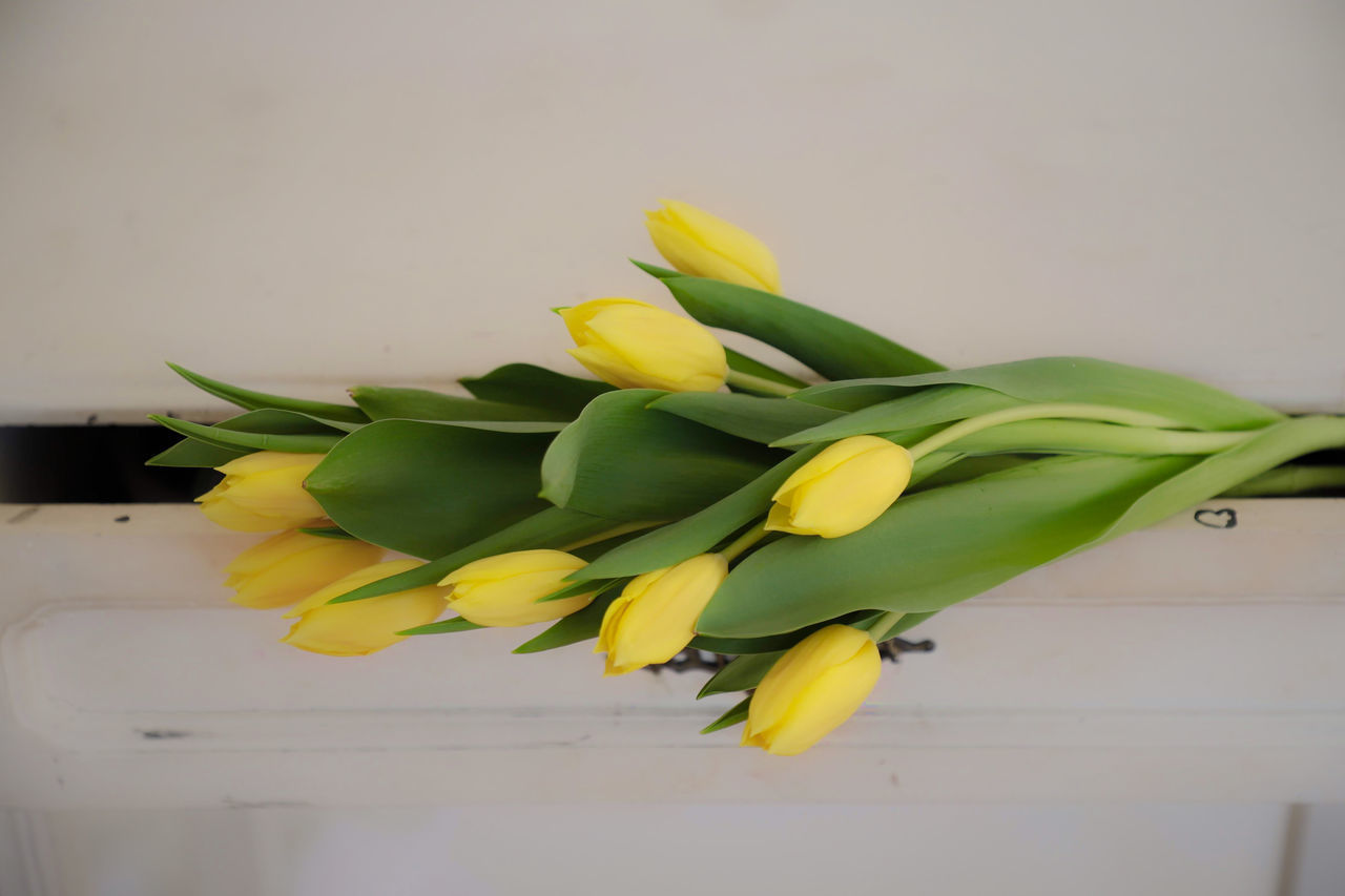 CLOSE-UP OF YELLOW ROSES ON TABLE