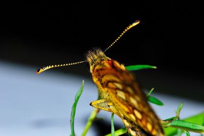 Close-up of insect