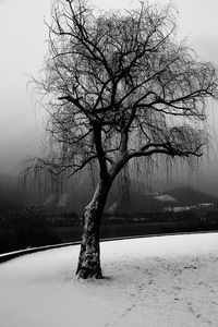 Bare tree on snow covered field against sky